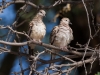 Pair of Inca Doves