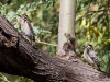 Pair of Ladder-backed Woodpeckers
