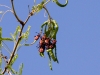 Giant Mesquite Bug