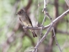 Ash-throated Flycatcher