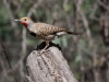 Gilded Flicker