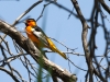 Bullock's Oriole