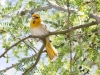 Female Bullock's Oriole