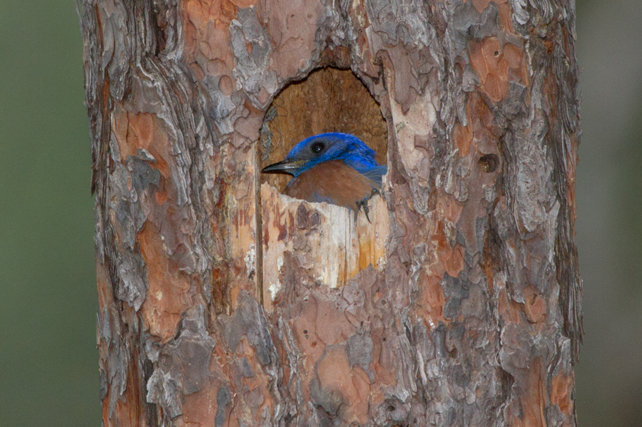 Western Bluebird