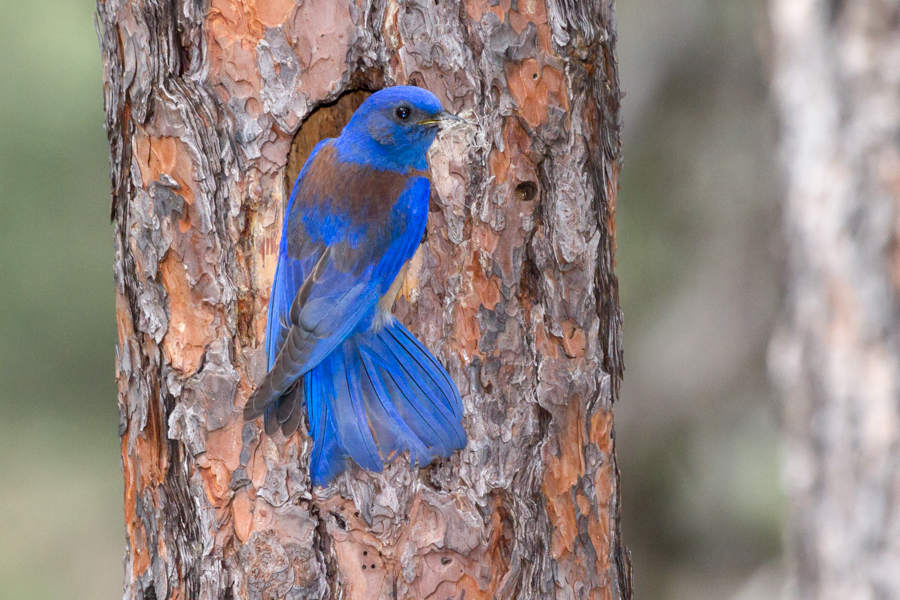 Western Bluebird