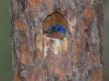 Western Bluebird