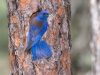 Western Bluebird