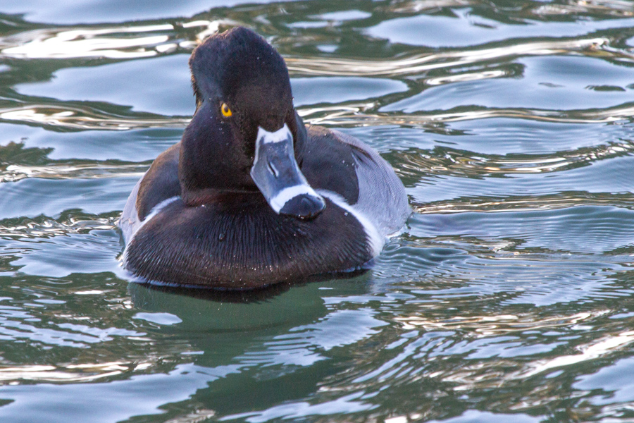 Ring-necked Duck