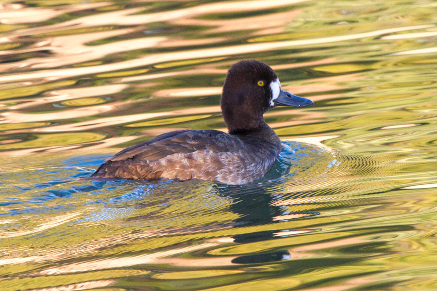 Lesser Scaup