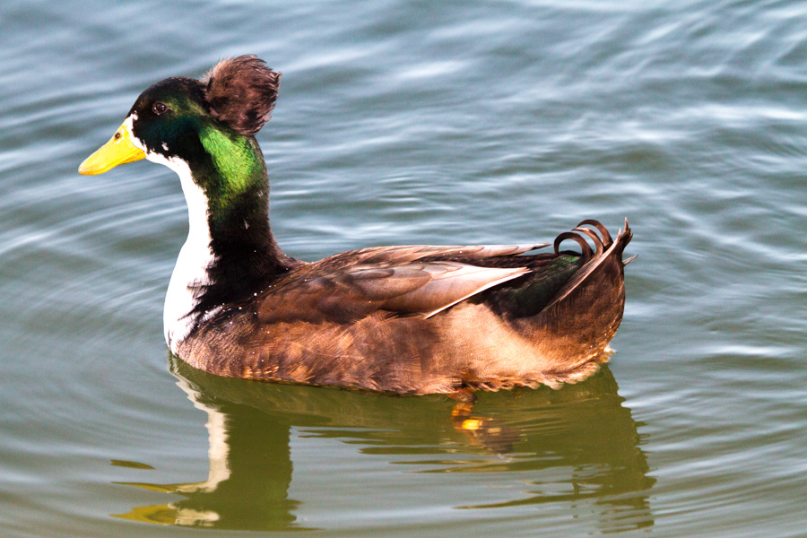 Mallard