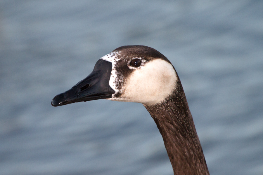 Canada Goose