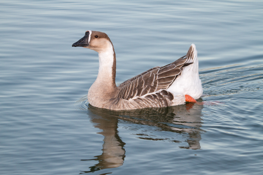 Chinese Goose