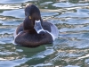 Ring-necked Duck