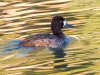 Lesser Scaup