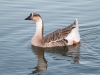 Chinese Goose