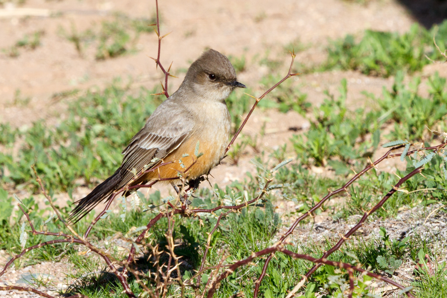 Say\'s Phoebe