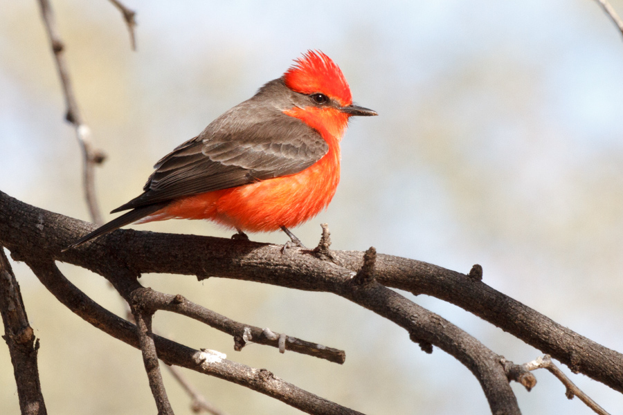 Vermilion Flycatcher