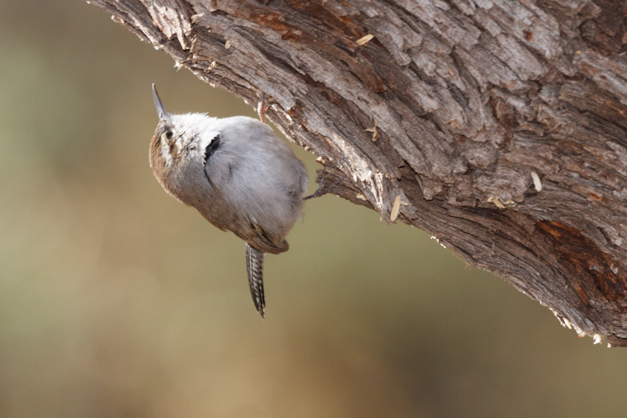 Bewick\'s Wren