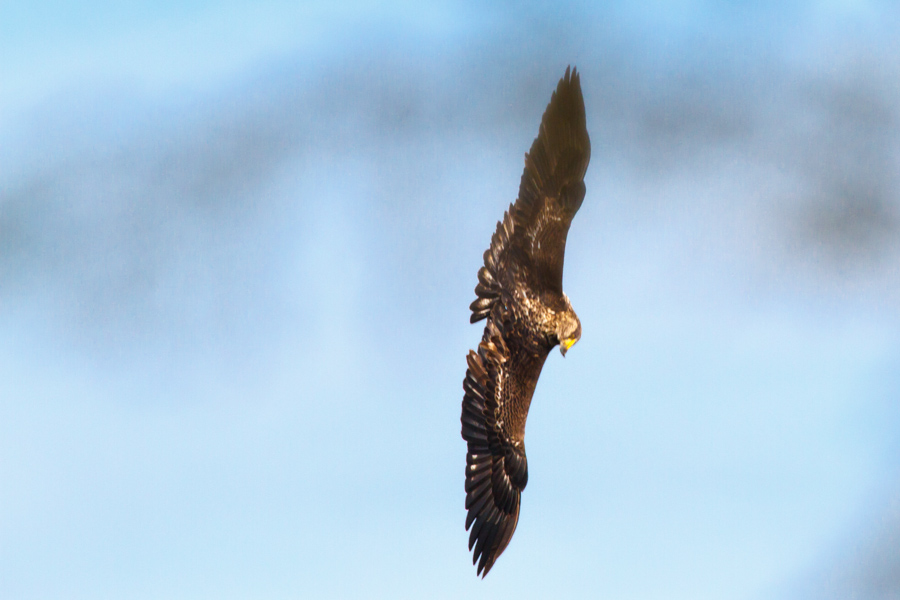 Bald Eagle