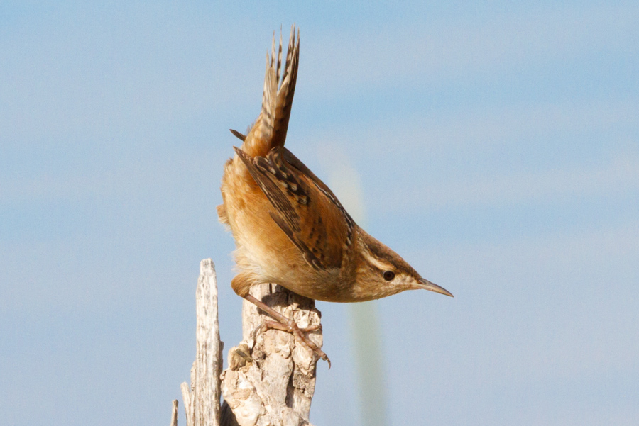 Marsh Wren