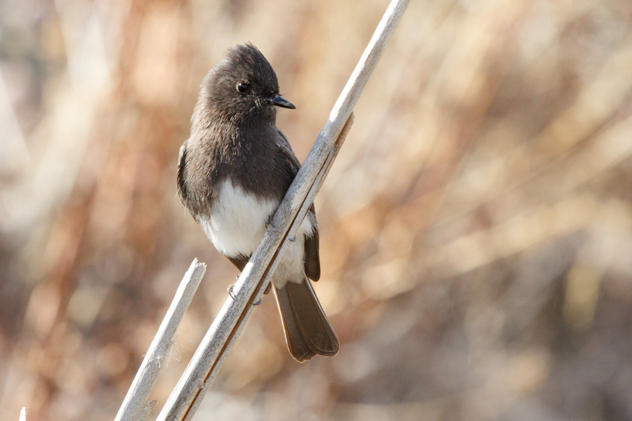 Black Phoebe