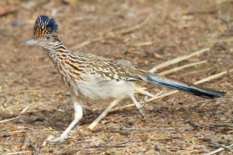 Road Runner