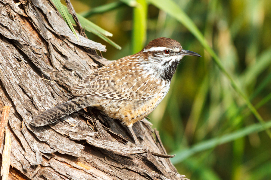 Cactus Wren