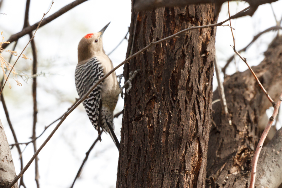 Gila Woodpecker