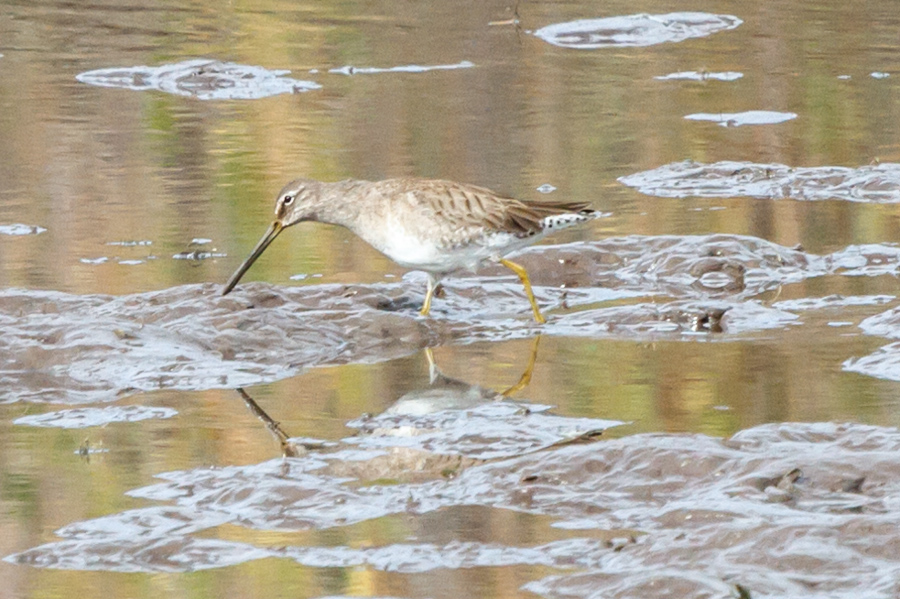 Long-billed Dowitcher