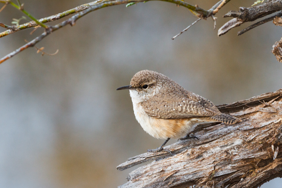 Rock Wren