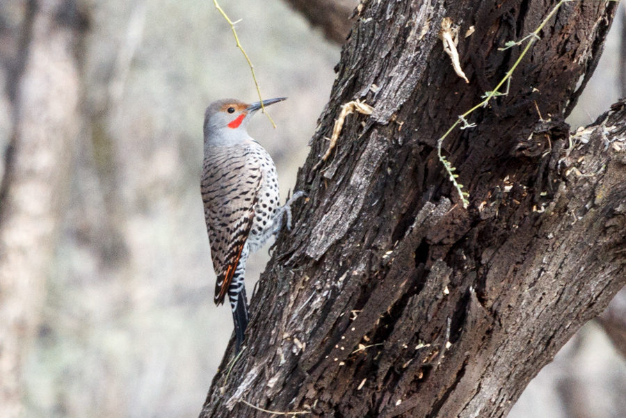 Northern Flicker