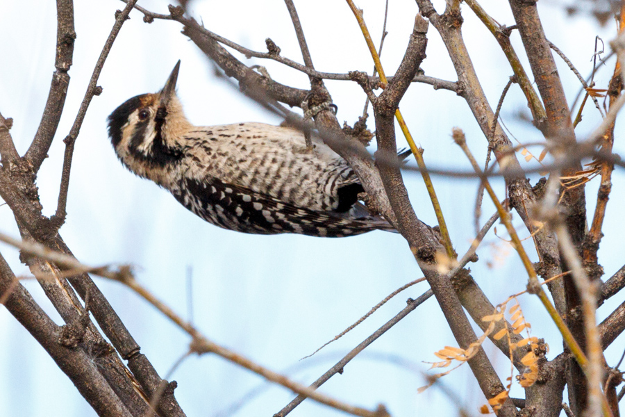 Ladder-backed Woodpecker