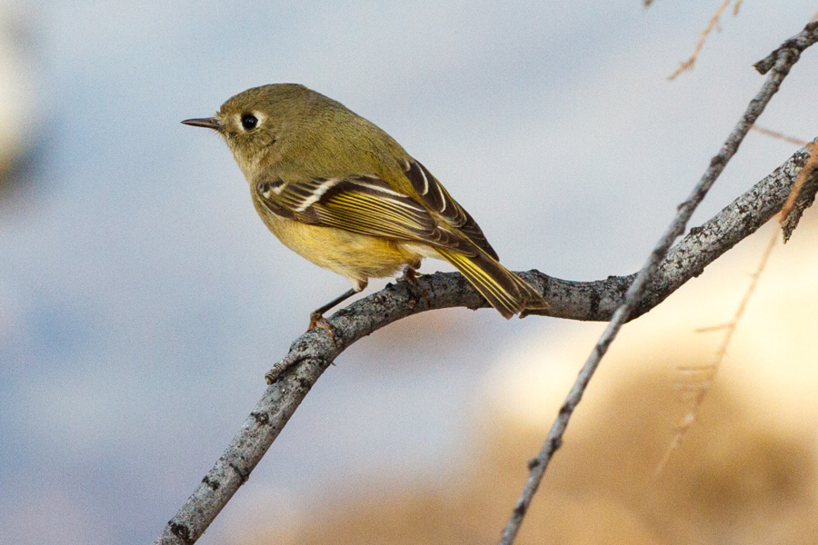 Ruby-crowned Kinglet