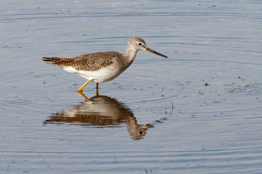 Greater Yellowlegs