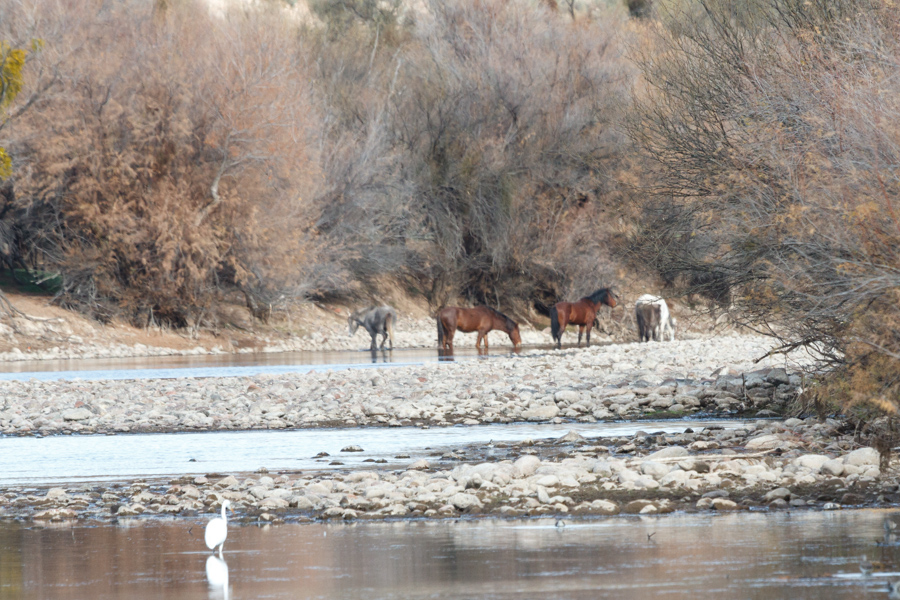 Wild Horses