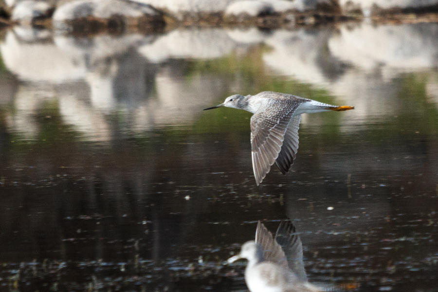 Greater Yellowlegs