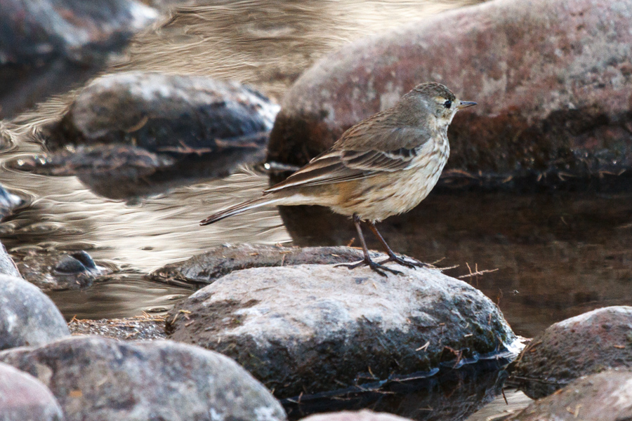 American Pipit