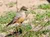 Say's Phoebe