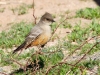 Say's Phoebe