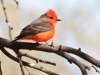 Vermilion Flycatcher