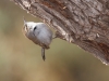 Bewick's Wren