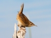 Marsh Wren