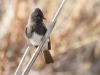 Black Phoebe