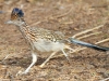 Road Runner