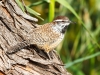 Cactus Wren