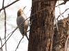 Gila Woodpecker