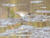 Long-billed Dowitcher