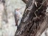 Northern Flicker