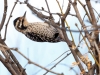 Ladder-backed Woodpecker