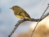 Ruby-crowned Kinglet